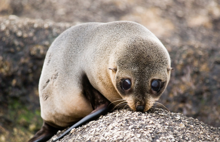 Doubtful Sound Seal