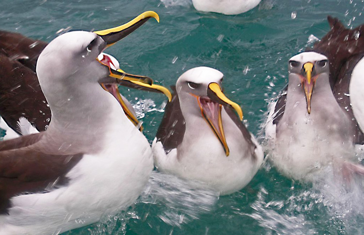 Otago Albatross