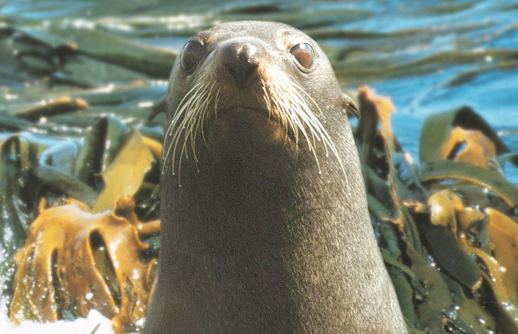 Seal swims in the kelp Otago harbour