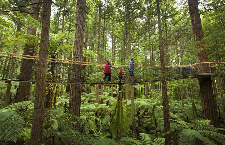 Rotorua Tree Walk