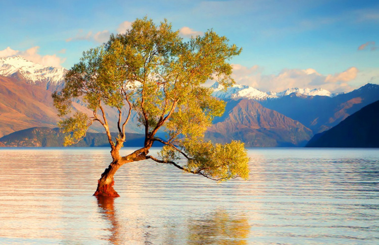 Lonely Tree Lake Wanaka