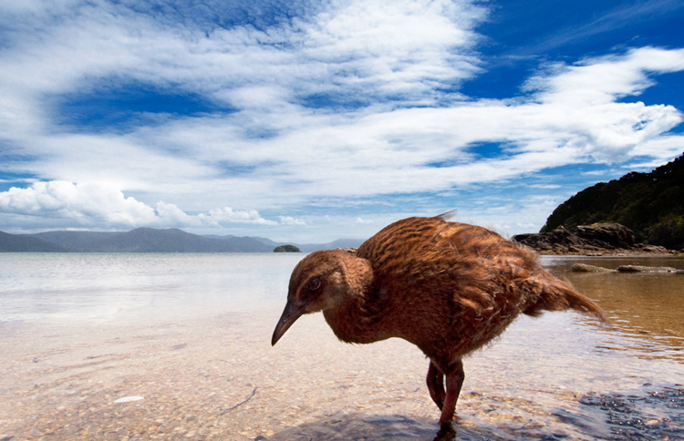 Bird on Stewart Island