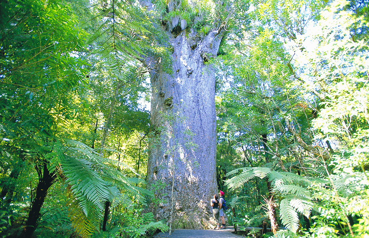 Kauri Tree