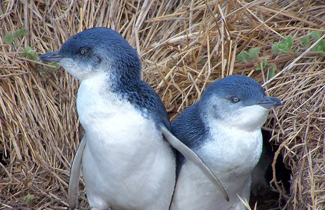 Penguins Oamaru