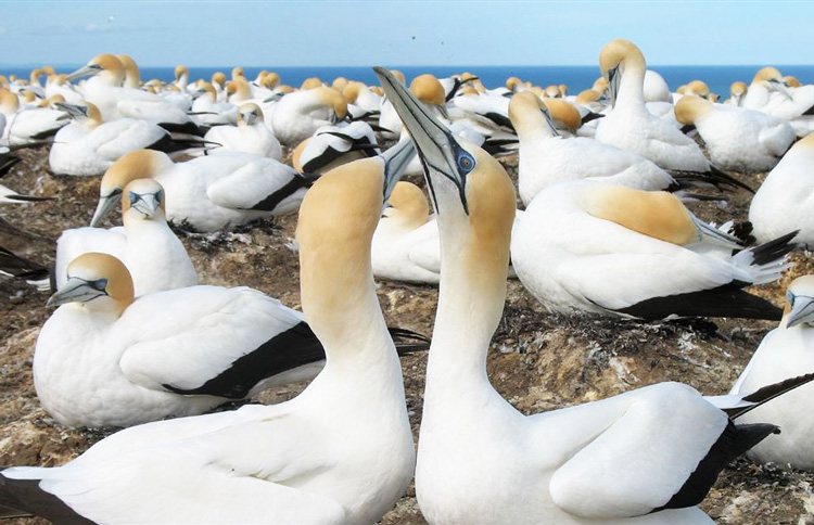 Gannet Colony Cape Kidnappuers