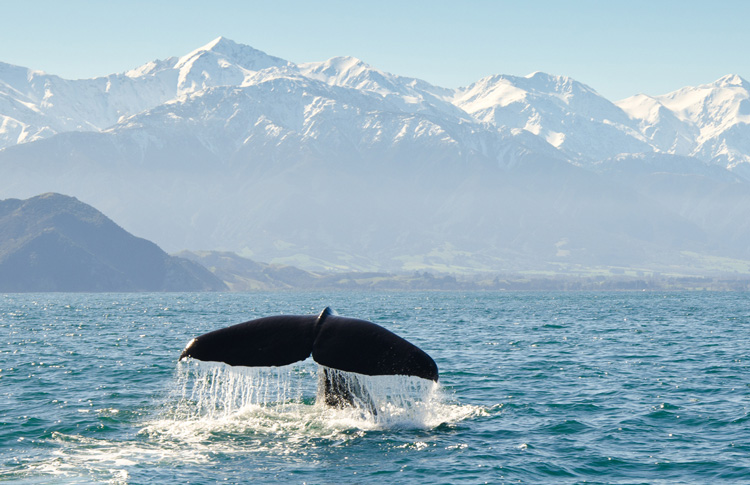 Kaikoura Whale's