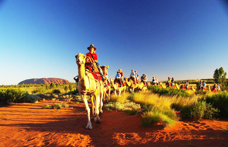 Uluru By Camel