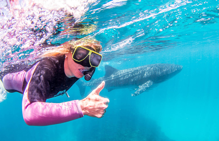 Whale Shark 