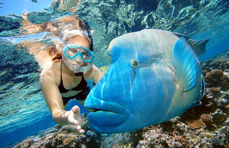 Great Barrier Reef Snorkel