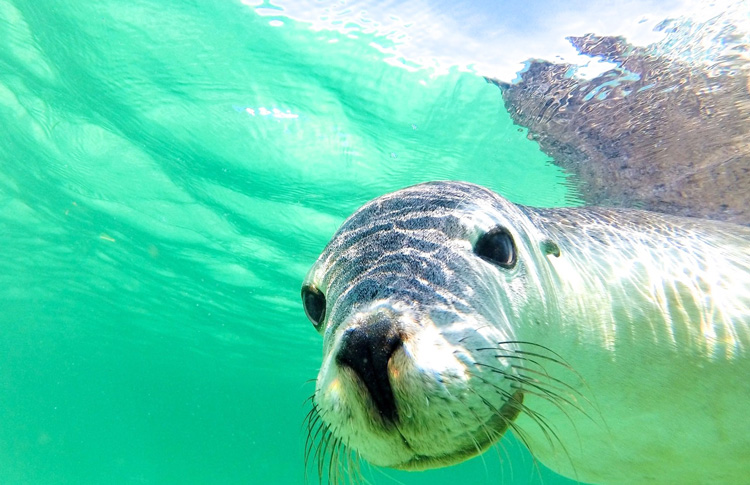 Sea Lion