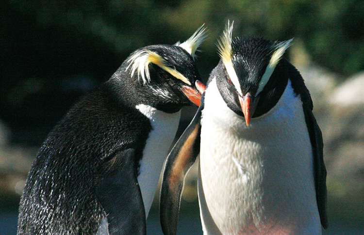 Penguins 