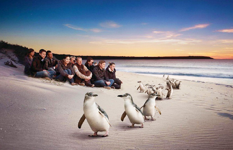 Phillip Island Penguins