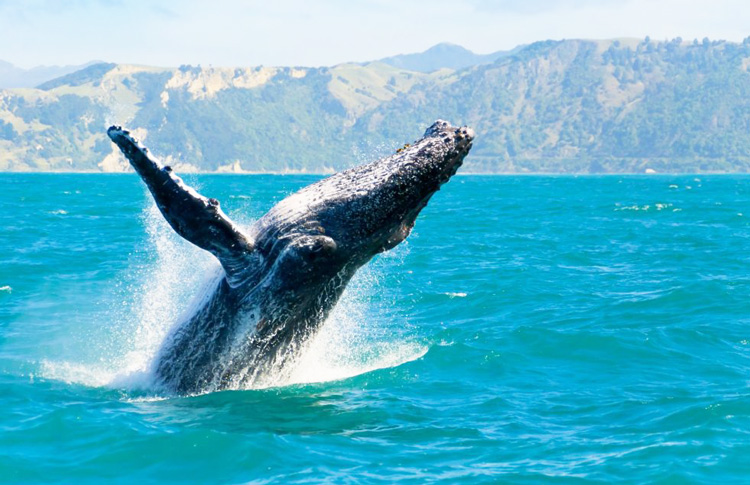 Jervis Bay Whales Watching 