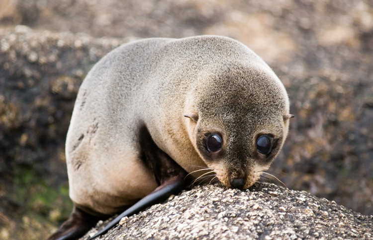 NZ Fur Seal