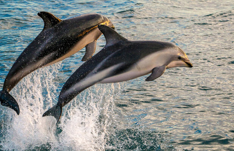 Dolphins Jump