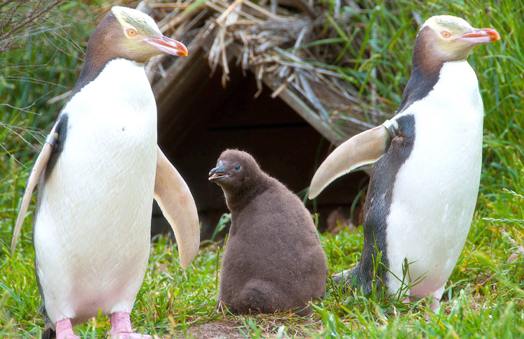 Penguins