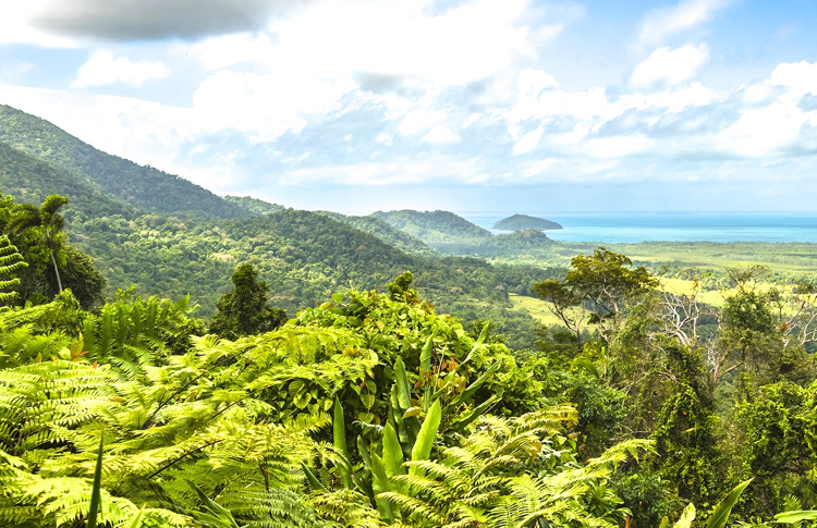 Daintree Forest