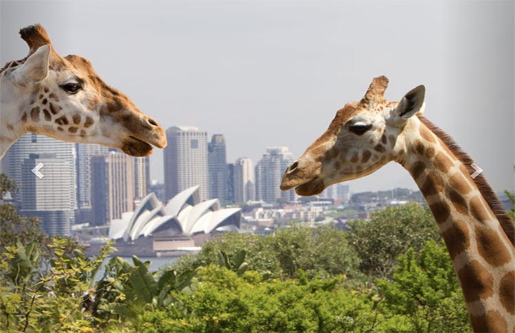 Taronga Zoo