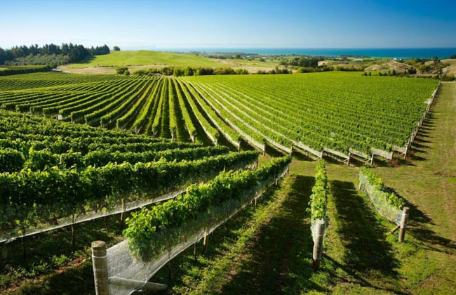 Hawkes Bay Wine Tour