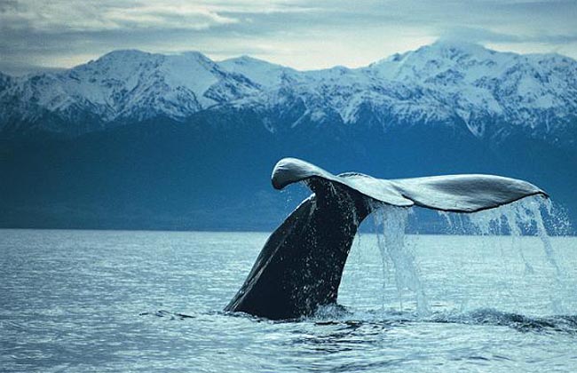 Whale in Kaikoura