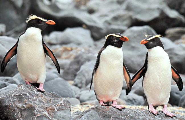 Three penguins standing at rocks.