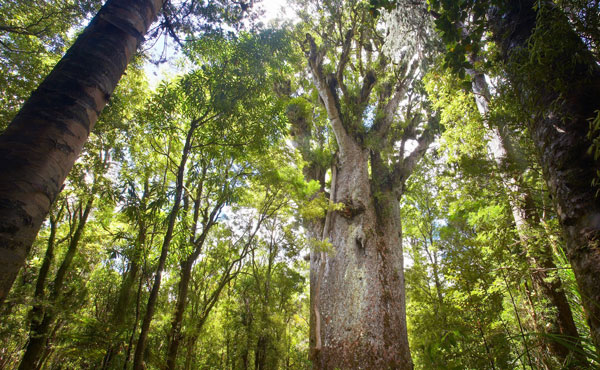 Giant Kauri in the Beautiful Waipoua Forest.