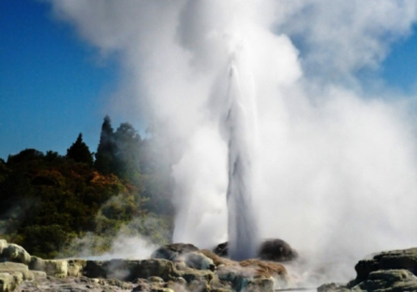 Geyser in Rotorua.