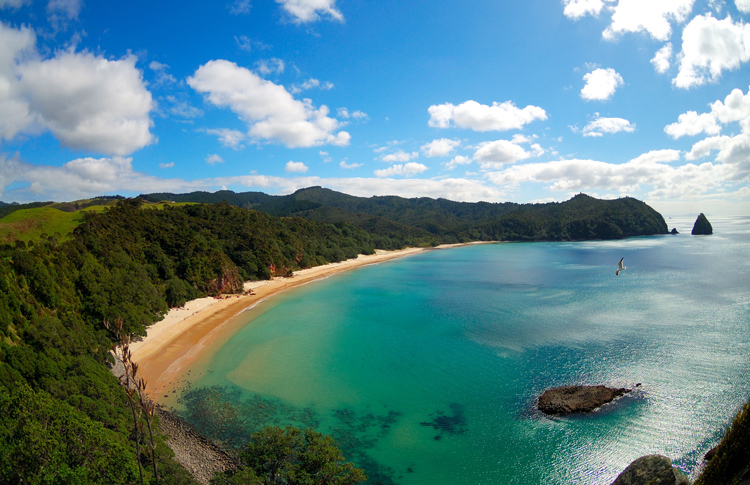 Sunny Coromandel