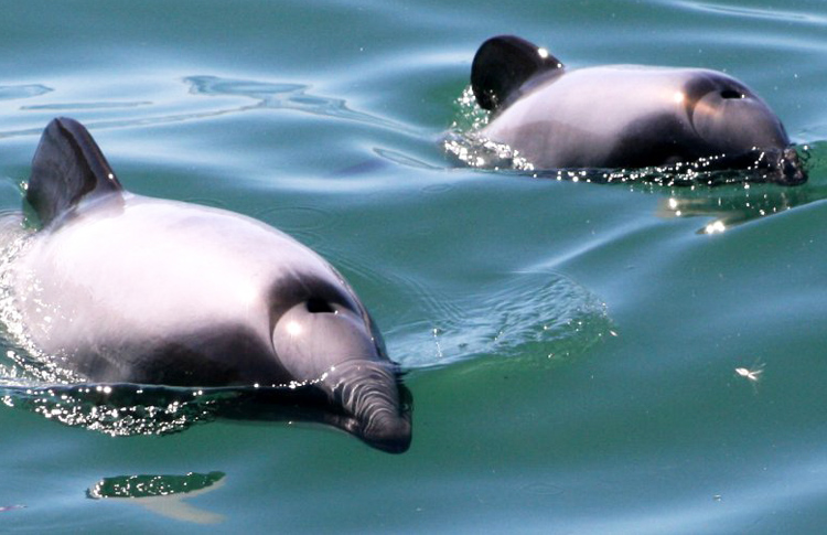 The Smallest Dolphins in the world - Hectors