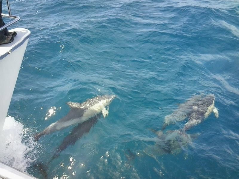 Akaroa dolphins