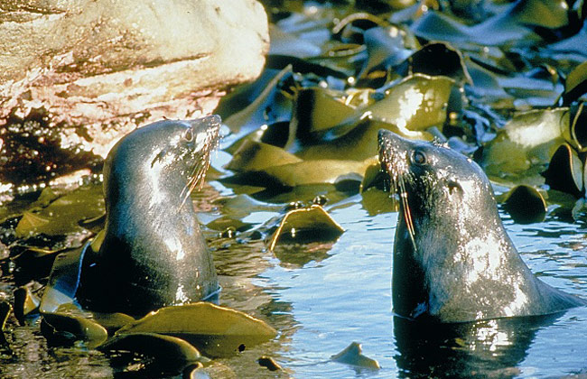 Two seals popping out of the water to catch some fresh air.