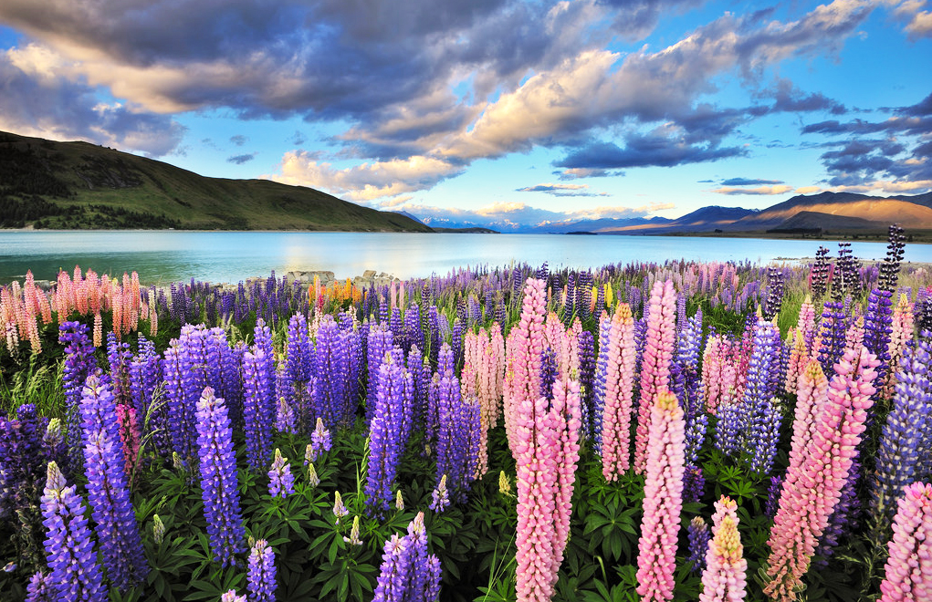 Lake Tekapo