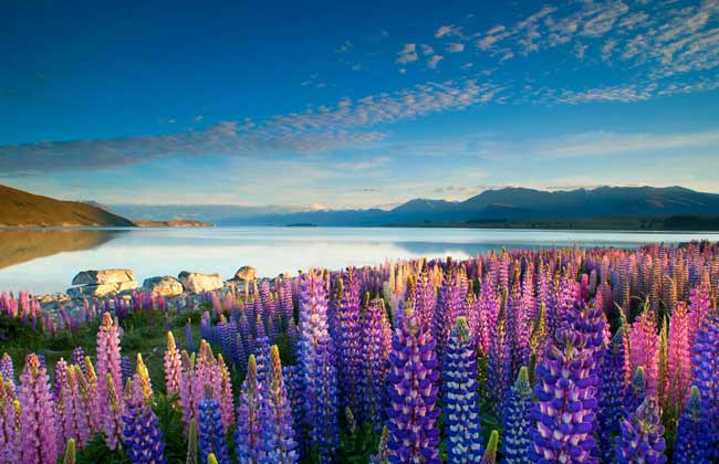 Mount Cook lilies in bloom on the drive to Lake Tekapo. 