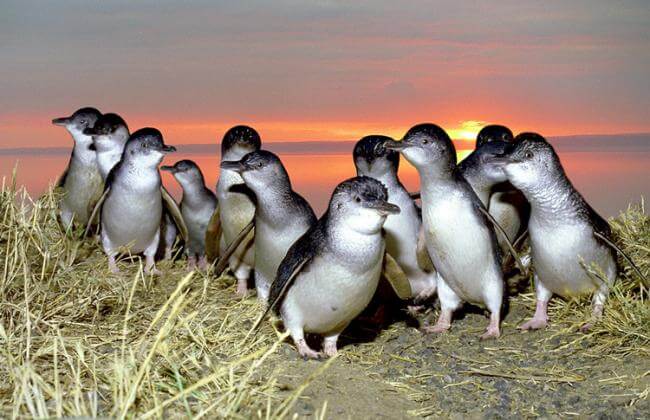 Phillip Island Penguins