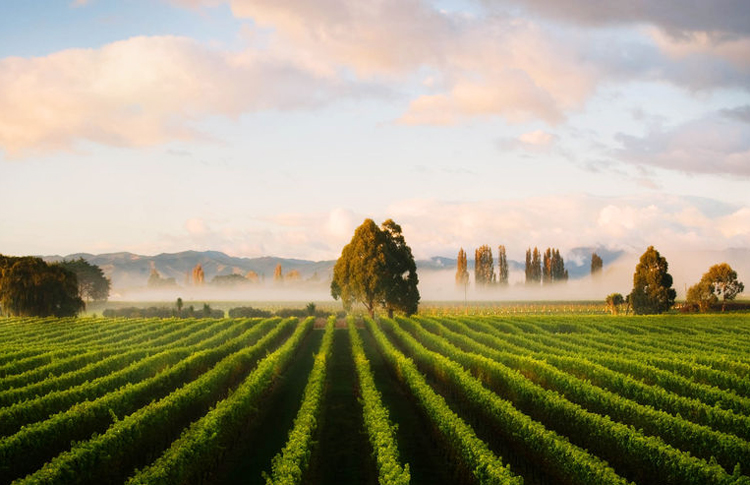 Marlborough Wine Coutnry