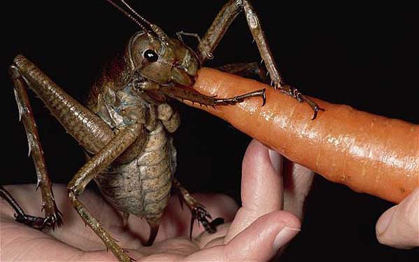New Zealand Giant Weta - Contender for Worlds Biggest Bug Status 