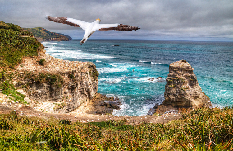 Aucklands wild west coast and Muriwai Beach.