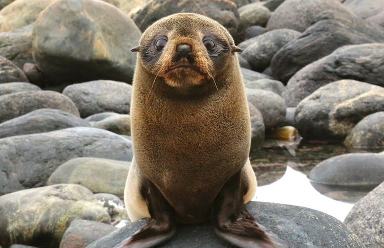 New Zealand Fur Seal