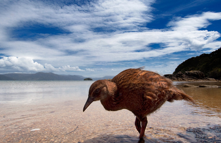 Weka on Beach