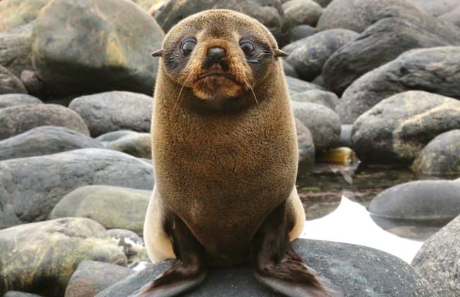 Seal Colony at Cape Fowlwind