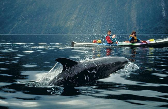 Fiordland Kayaking with dolphins