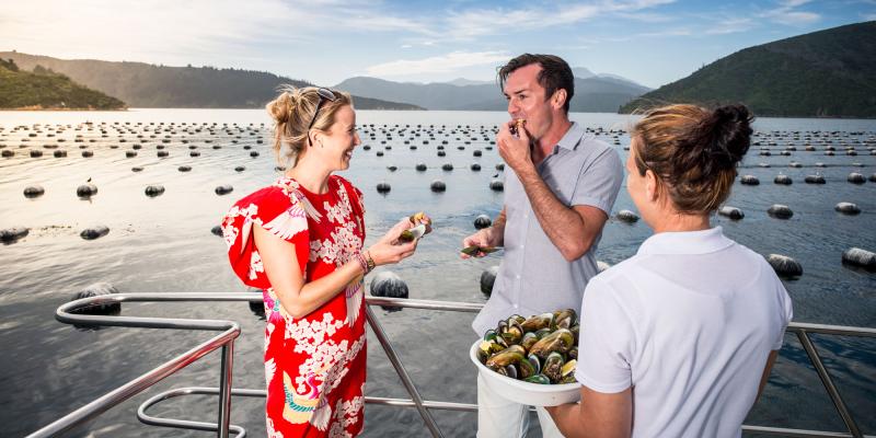 Marlborough Sounds Mussel and Wine Tour