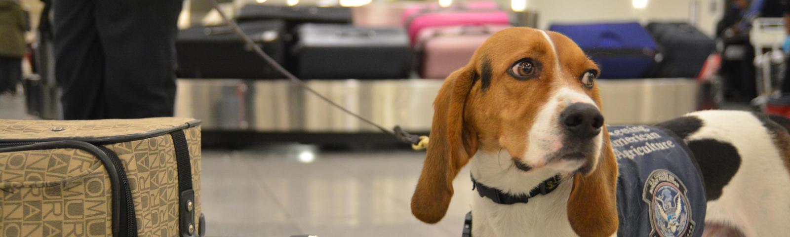 sniffer dog at NZ airports