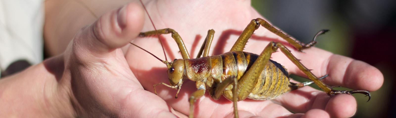 Giant New Zealand Bug