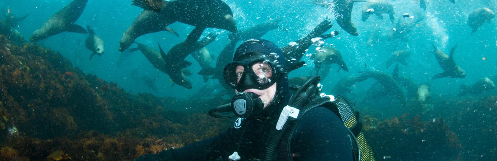 Kaikoura Seal Dive