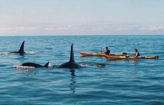 The possibility of Kayaking with Orcas, Abel Tasman National Park