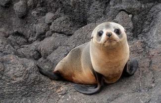 New Zealand fur seal colony.