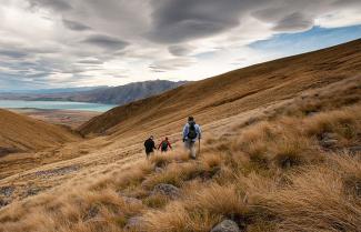 tussock Grass NZ