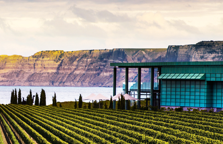 Vinyard next to Cape Kidnappers