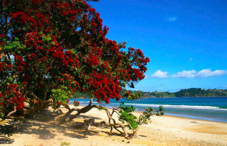 Relaxing on the Beach Waiheke Island